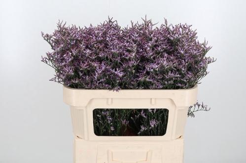 Limonium Safora Lilac
