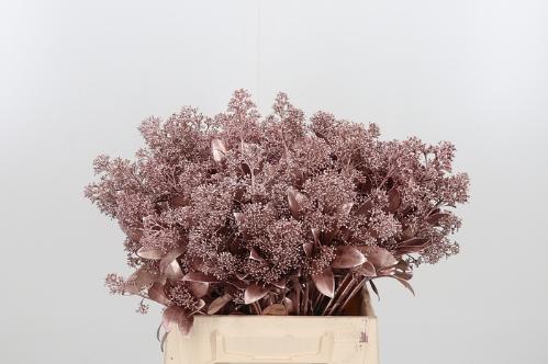 Skimmia per bos overig kleurbehandeld H%