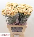 4557fdbd-3492-4c62-8129-0a944681ecaf.jpg