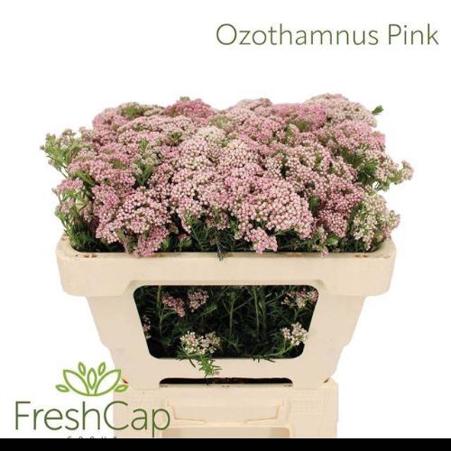 Ozothamnus 'Cooks Tall Pink'