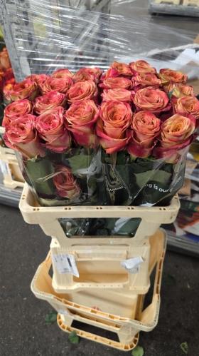 Rosa grootbloemig overig