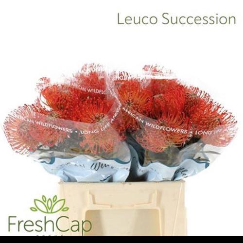 Leucospermum cordifolium 'Succession'