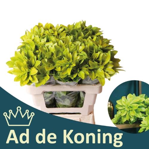 Choisya ternata 'Lich'