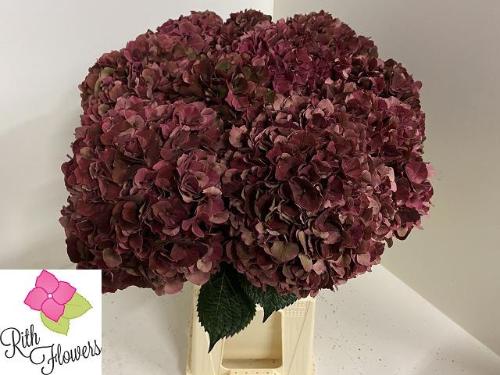 Hydrangea macrophylla Magical Pink Ruby (classic)