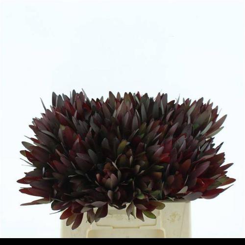 Leucadendron 'Safari Sunset'