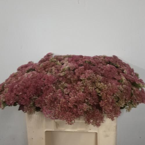 Sedum spectabile