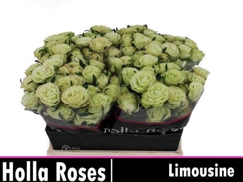 Rosa tros Limousine