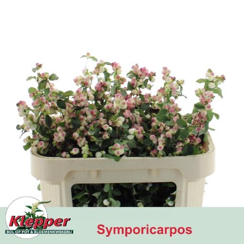 Symphoricarpos (Pink Berry Grp) Magical Red Riding Hood
