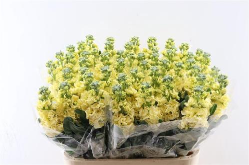 Matthiola incana overig