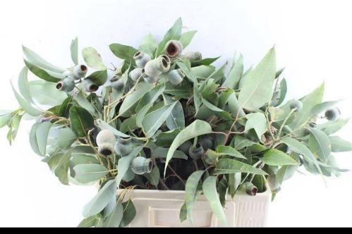 Eucalyptus overig met bes