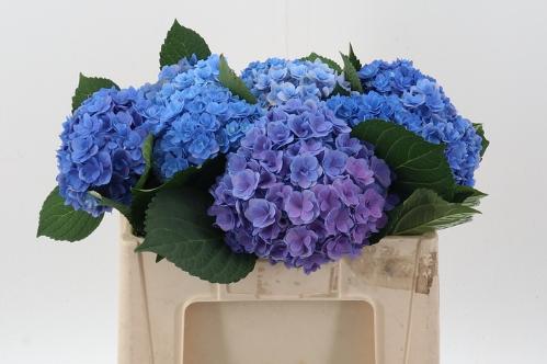 Hydrangea macrophylla Royal Majesty (blauw)