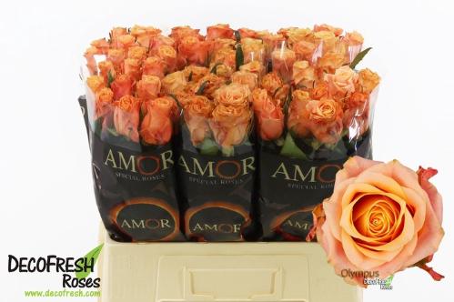 Rosa grootbloemig Olympus