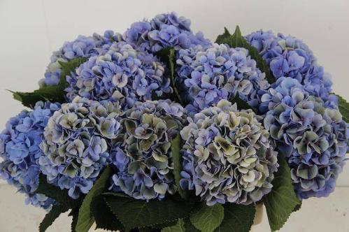 Hydrangea macrophylla 'Hilde Moorhof' (classic)