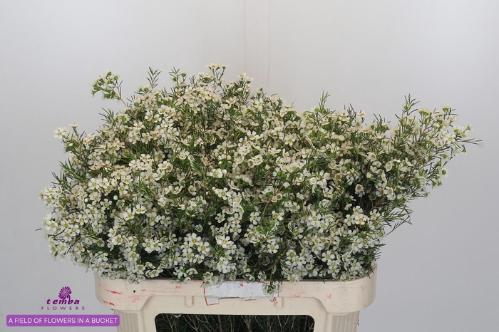 Chamelaucium uncinatum 'Ofir'