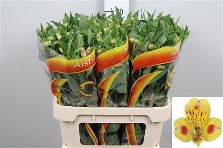 Alstroemeria Bali