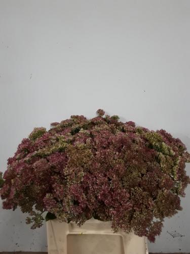 Sedum spectabile