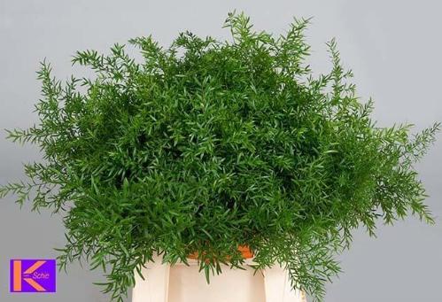 Asparagus densiflorus 'Cwebe'