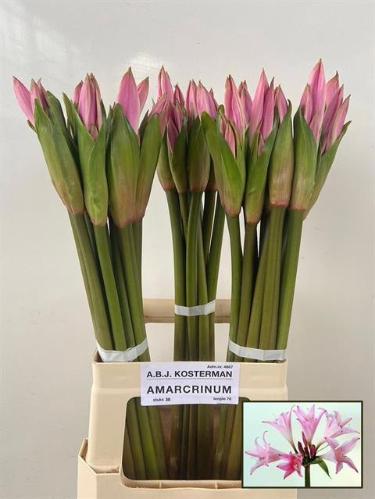 Amarcrinum