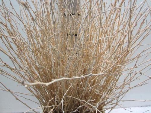 Betula kleurbehandeld H%