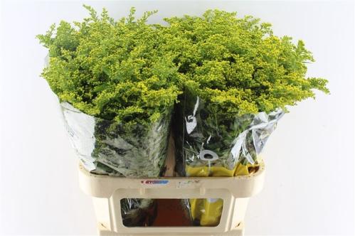 Solidago Carzan Glory