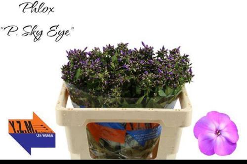 Phlox Paniculata Grp 'Sky Eyes'
