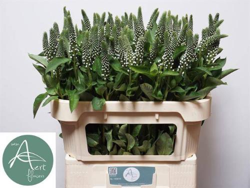Lysimachia Moonlight
