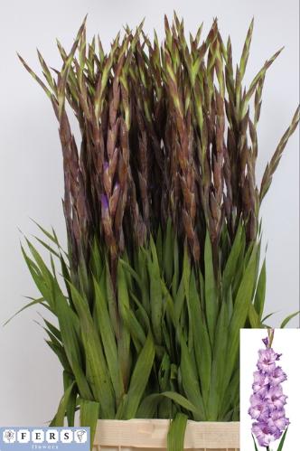 Gladiolus grootbloemig 'Milka'