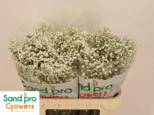 Gypsophila paniculata Xlence