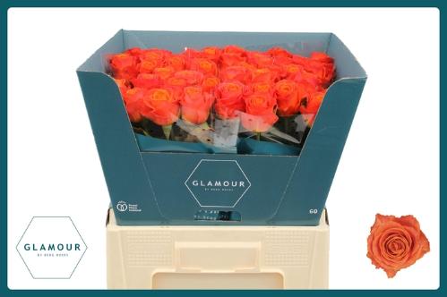 Rosa grootbloemig Clarence+