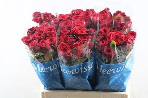 Rosa grootbloemig Red Naomi!