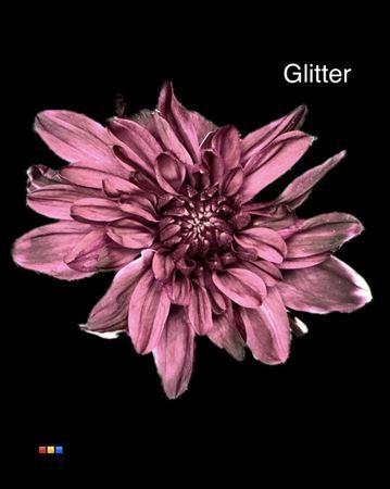 Chrysanthemum Indicum Grp tros kas kleurbehandeld H%