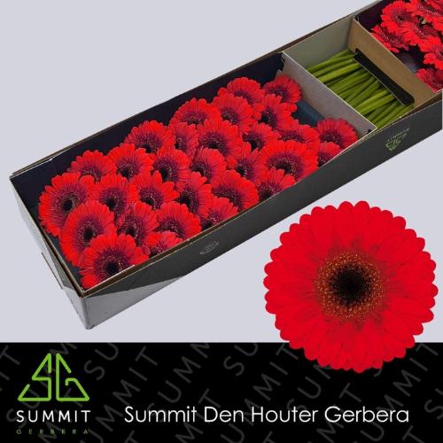 Gerbera mini Nirvana