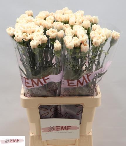 Dianthus standaard 'Apple Tea'