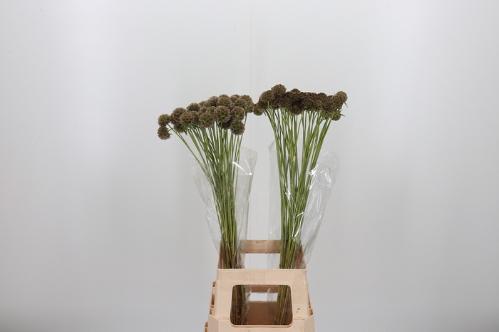 Scabiosa stellata ( zaaddoos)