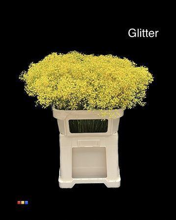 Gypsophila overig kleurbehandeld H%