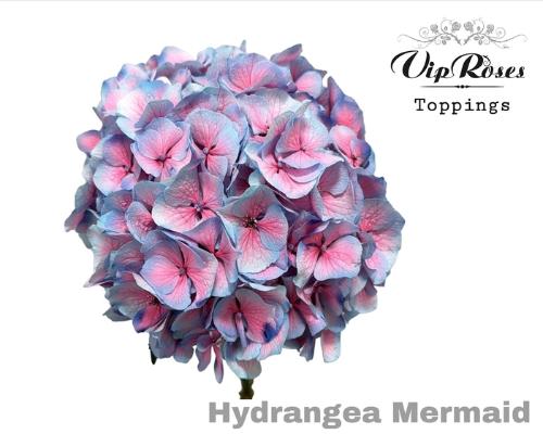 Hydrangea overig kleurbehandeld H%