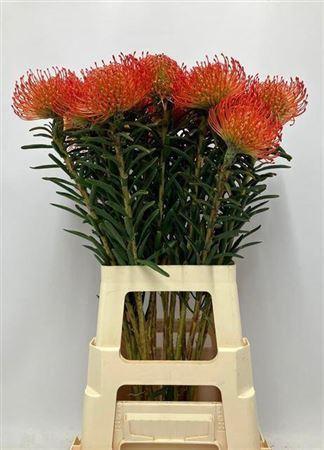 Leucospermum cordifolium 'Succession'