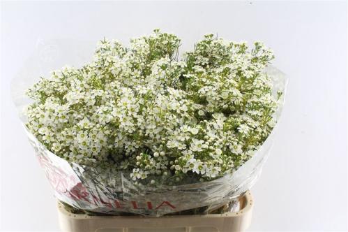 Chamelaucium uncinatum 'Ofir'