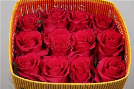 Rosa kleinbloemig Gotcha