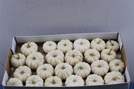 Siervruchten per stuk Cucurbita pepo 'Baby Boo'