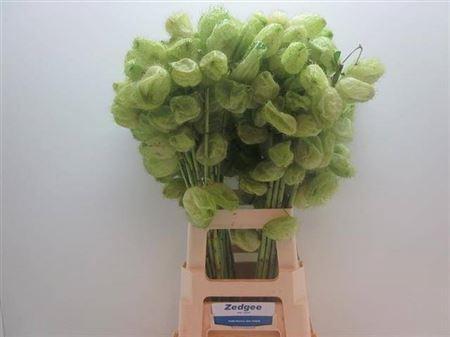 Siervruchten per tak Gomphocarpus fruticosus 'Moby Dick'