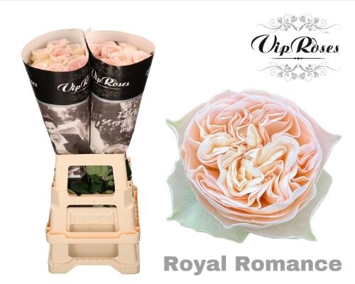 Rosa grootbloemig Royal Romance