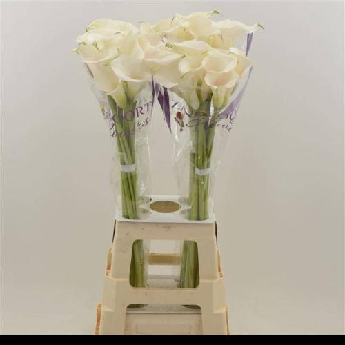 Zantedeschia 'Captain Ventura'