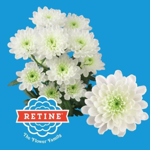Chrysanthemum( Indicum Grp) tros Altaj