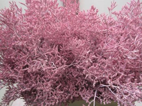 Limonium overig kleurbehandeld H%
