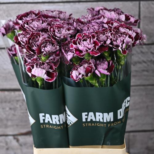 Dianthus standaard 'Minerva'