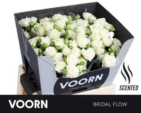 Rosa tros Bridal Flow