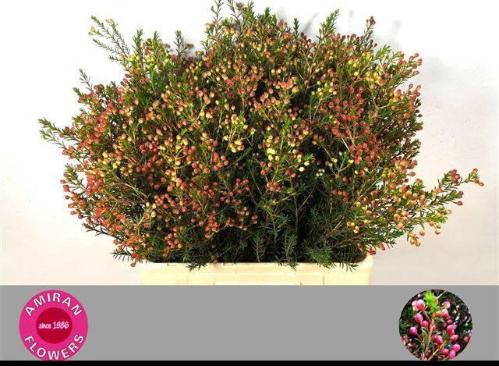 Chamelaucium 'Adi'