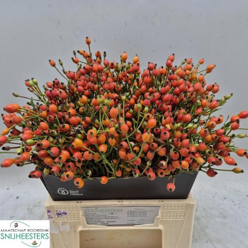 Rosa Magical Miracle (rozenbottel)