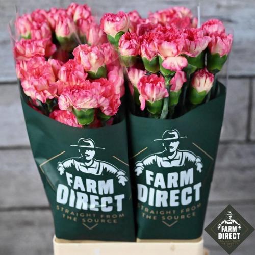 Dianthus standaard overig